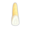 Dente Endo Polpado Radiopaco 21 - Orais