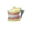 MANEQUIM DE DENTÍSTICA 3001 - MOM MANEQUIM DE DENTÍSTICA 3001 - MOM