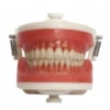 Manequim de Dentística PD 100 - PRONEW Manequim de Dentística PD 100 - PRONEW