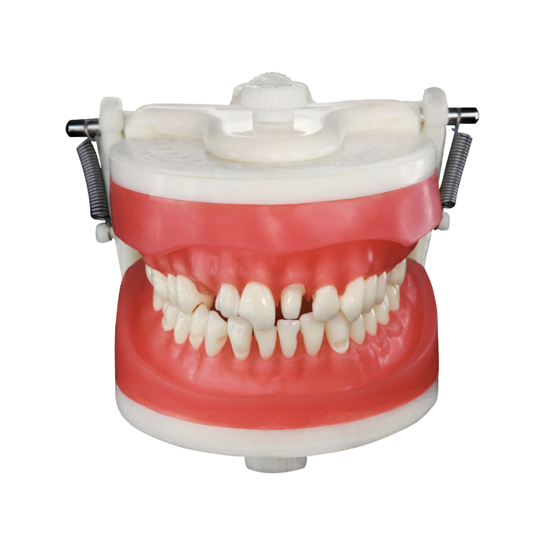 工芸品 Alfredo Barbine Manequim Materiais Dentários Pd 101 - Pronew