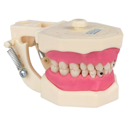 Manequim Multidisciplinar Kit Unime - Orais Manequim Multidisciplinar Kit Unime - Orais