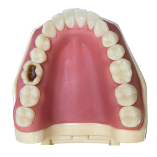 Manequim Multidisciplinar Kit UNIME - ORAIS Manequim Multidisciplinar Kit UNIME - ORAIS