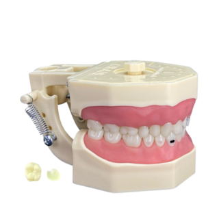 Manequim Multidisciplinar - ORAIS Manequim Multidisciplinar - ORAIS