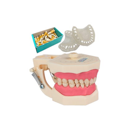 Manequim Multidisciplinar UFS Aracaju - Orais Manequim Multidisciplinar UFS Aracaju - Orais