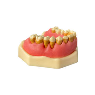 Manequim P/Perio Modelo FG Superior (Cód. 3098) - Orais Manequim P/Perio Modelo FG Superior (Cód. 3098) - Orais