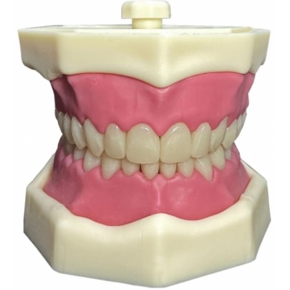 Manequim para Dentística - Orais Manequim para Dentística - Orais
