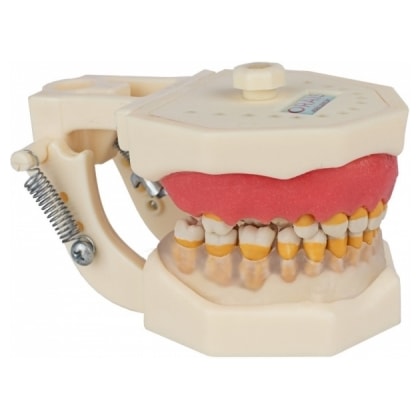 Manequim Para Periodontia Modelo FG 309 - ORAIS Manequim Para Periodontia Modelo FG 309 - ORAIS