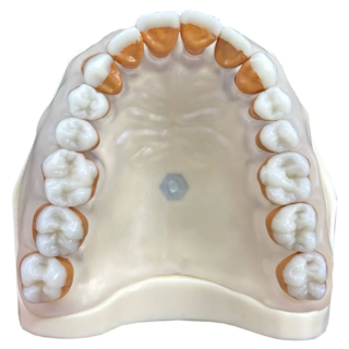 Manequim Periodontia Modelo 2022- ORAIS