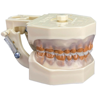 Manequim Periodontia Modelo 2022- ORAIS