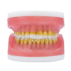 Refil Manequim Para Cirurgia C/ Dentes de Perio AC025.2 - Pronew