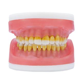 Refil Manequim Para Cirurgia C/ Dentes de Perio AC025.2 - Pronew